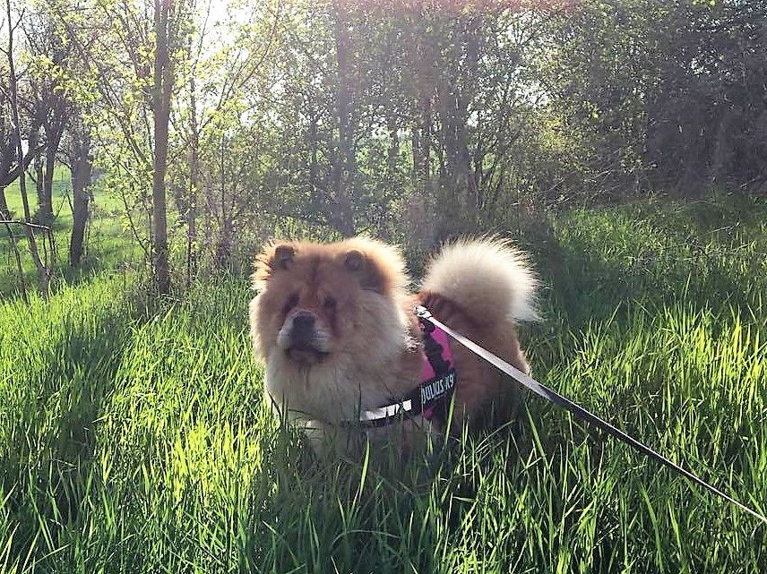 Des Crinières Léonines - Chow Chow - Portée née le 19/03/2016