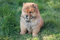 Des Crinières Léonines - Chow Chow - Portée née le 13/12/2014